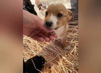 Finn, 11 Wochen sucht seine Chance