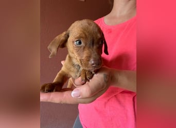 Pascal, 18.06.2026 geboren, 14cm sucht sein Körbchen