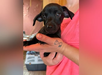 Pedro, 18.06.2026 geboren, 15cm sucht seine Chance