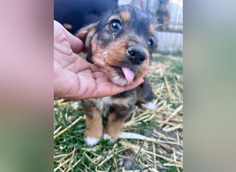 Junior, geboren 19.01.2026 sucht sein Glück