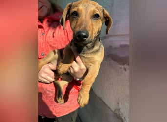 Pluto, geboren 05.11.2025, 24cm sucht sein Glück