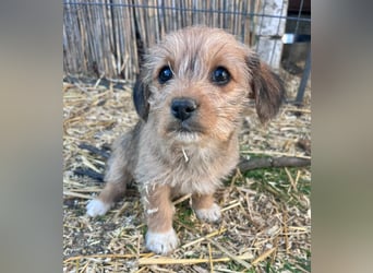 Jenna, geboren 19.01.2026 sucht ihr Körbchen