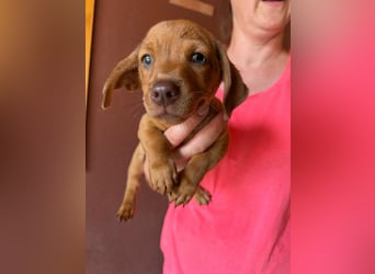 Pierre, 18.06.2026 geboren, 14cm sucht sein Für immer Zuhause