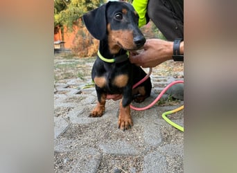Hugo, geboren 29.04.2026, 24cm sucht sein Plätzchen