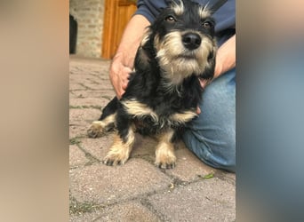 Benito, geboren 03.2025, 25cm sucht seine Menschen