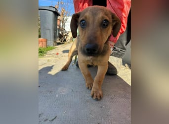 Pluto, geboren 05.11.2025, 24cm sucht sein Glück