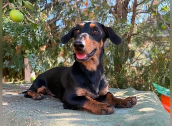 Monty, geboren 12.04.2025, 26cm sucht Dackel Zuhause