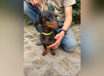 Rio, geboren 04.06.2025, 25cm sucht seine Menschen