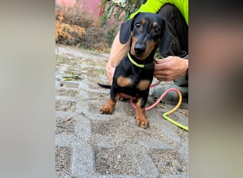 Hugo, geboren 29.04.2026, 24cm sucht sein Plätzchen