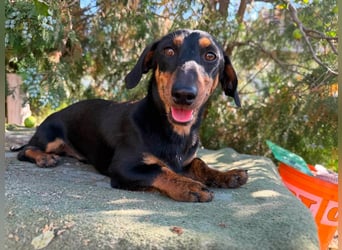 Monty, geboren 12.04.2025, 26cm sucht Dackel Zuhause