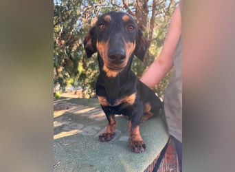 Monty, geboren 12.04.2025, 26cm sucht Dackel Zuhause