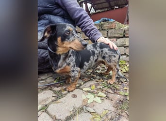 Hunor, geboren 12.06.2024, 26cm sucht seine Menschen