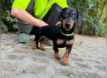 Hugo, geboren 29.04.2026, 24cm sucht sein Plätzchen