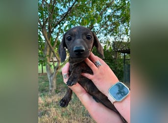 Tuttifrutti, geboren 20.03.2026, 22cm sucht ihre Menschen