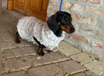 Stella, geboren 01.01.2023, 24cm sucht DICH!