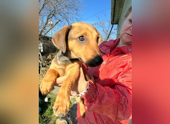 Pluto, geboren 05.11.2025, 24cm sucht sein Glück