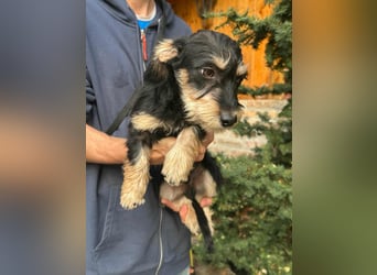 Benito, geboren 03.2025, 25cm sucht seine Menschen