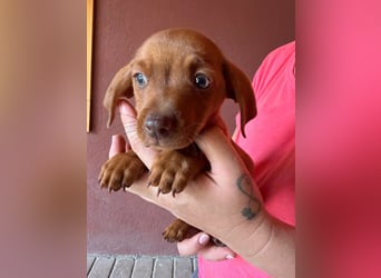 Panna, 18.06.2026 geboren, 14cm sucht ihre Menschen