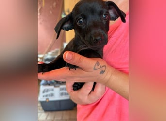 Pedro, 18.06.2026 geboren, 15cm sucht seine Chance