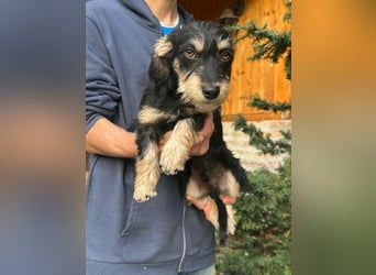 Benito, geboren 03.2025, 25cm sucht seine Menschen
