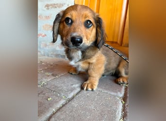 Mokka, geboren 24.04.2026, 18cm sucht sein Körbchen