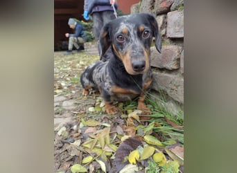 Hunor, geboren 12.06.2024, 26cm sucht seine Menschen