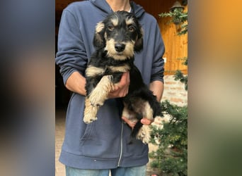 Benito, geboren 03.2025, 25cm sucht seine Menschen