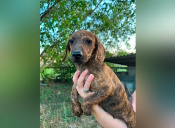 Toffifie, geboren 20.03.2026, 24cm sucht sein Zuhause