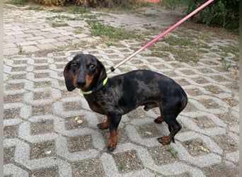 Rio, geboren 04.06.2025, 25cm sucht seine Menschen