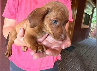 Pascal, 18.06.2026 geboren, 14cm sucht sein Körbchen
