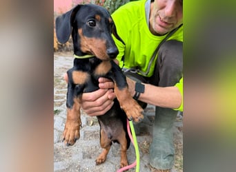 Hugo, geboren 29.04.2026, 24cm sucht sein Plätzchen
