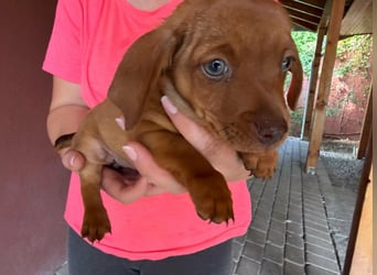 Panna, 18.06.2026 geboren, 14cm sucht ihre Menschen