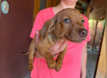 Pierre, 18.06.2026 geboren, 14cm sucht sein Für immer Zuhause