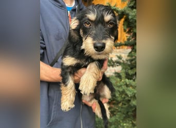 Benito, geboren 03.2025, 25cm sucht seine Menschen