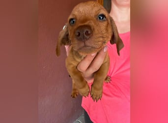 Pierre, 18.06.2026 geboren, 14cm sucht sein Für immer Zuhause