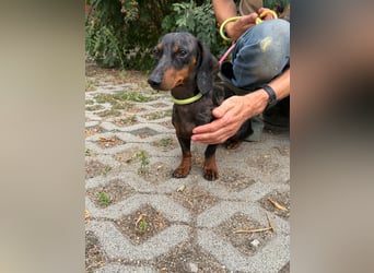 Rio, geboren 04.06.2025, 25cm sucht seine Menschen