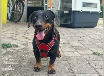 Zserbo, geboren 07.04.2020, 26cm sucht seine Menschen