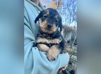 Jessica, geboren 19.01.2026 sucht ihre Menschen