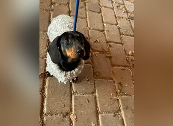 Stella, geboren 01.01.2023, 24cm sucht ihr Glück