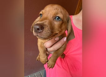 Pierre, 18.06.2026 geboren, 14cm sucht sein Für immer Zuhause