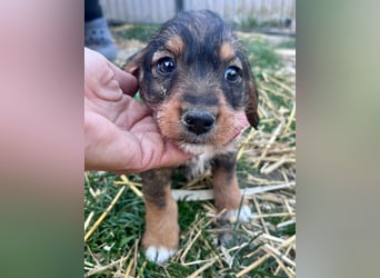 Junior, geboren 19.01.2026 sucht sein Glück