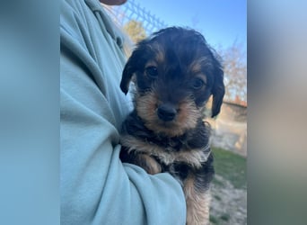 Jessica, geboren 19.01.2026 sucht ihre Menschen