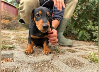 Noel, geboren 22.06.2026, 17cm sucht Dackel-Fan