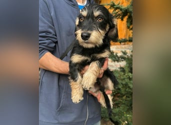 Benito, geboren 03.2025, 25cm sucht seine Menschen