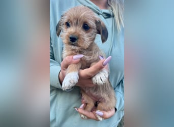 Jenna, geboren 19.01.2026 sucht ihr Körbchen