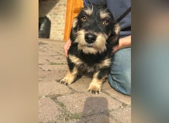 Benito, geboren 03.2025, 25cm sucht seine Menschen