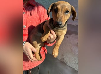 Pluto, geboren 05.11.2025, 24cm sucht sein Glück