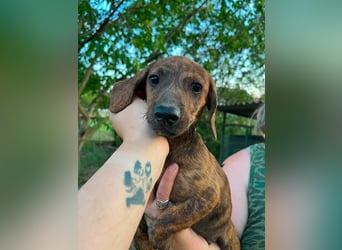 Toffifie, geboren 20.03.2026, 24cm sucht sein Zuhause