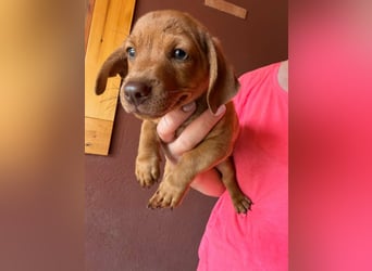 Pierre, 18.06.2026 geboren, 14cm sucht sein Für immer Zuhause