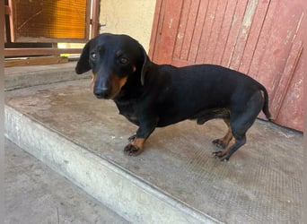 Zserbo, geboren 07.04.2020, 26cm sucht seine Menschen